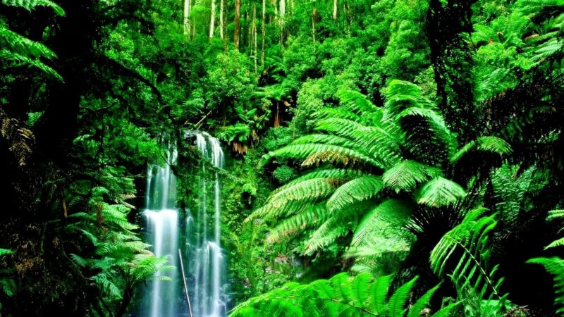 Nature ringtones